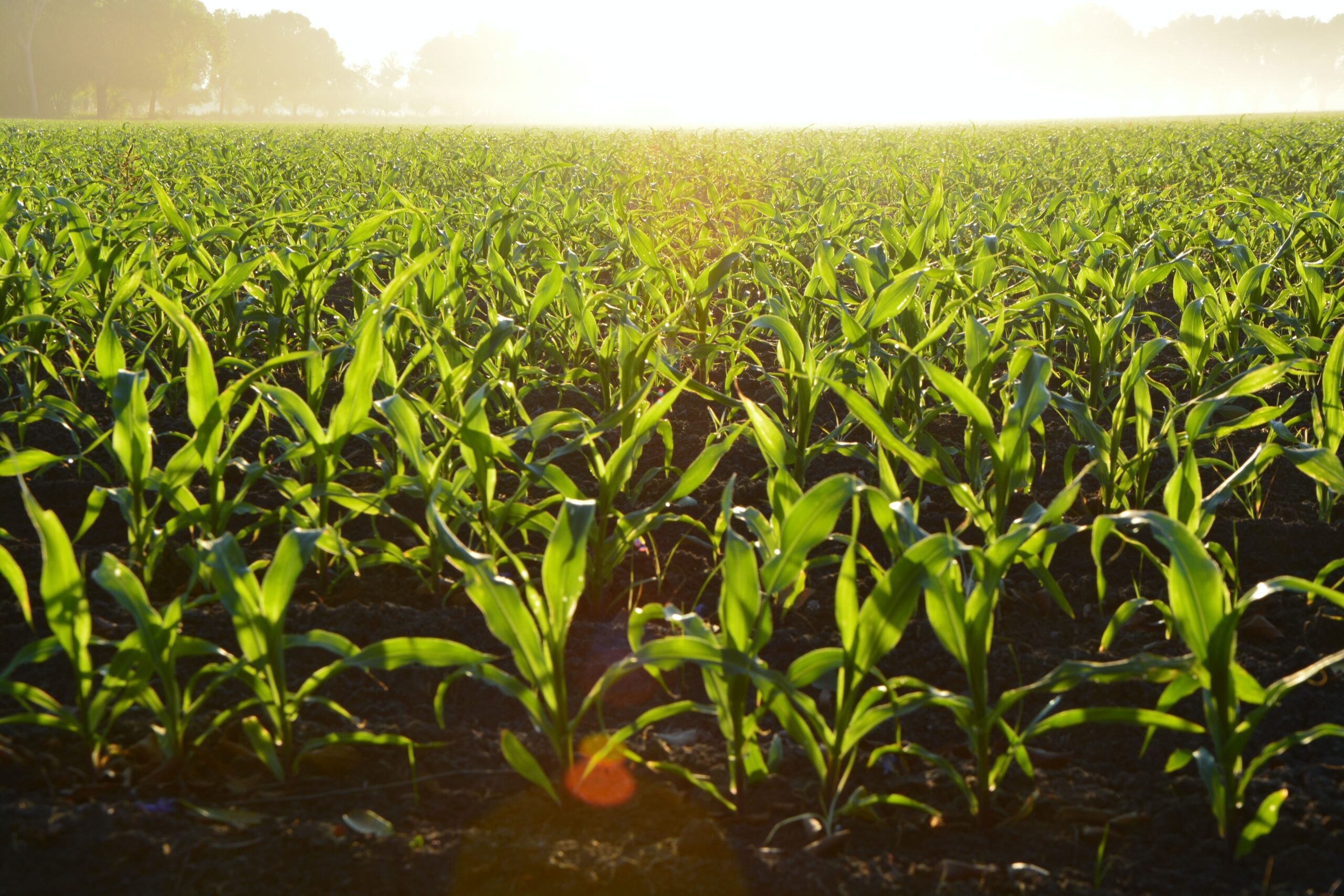 Farmland